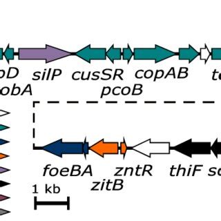 Map Of Transposon Tn The Terminal Inverted Repeats Are Represented