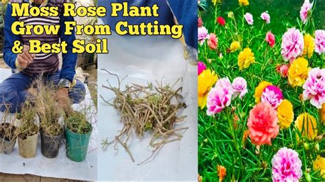 How To Grow Moss Rose Plant How To Reset Old Moss Rose Portulaca