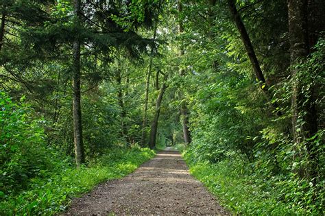 Waldweg Weg Wald Kostenloses Foto Auf Pixabay