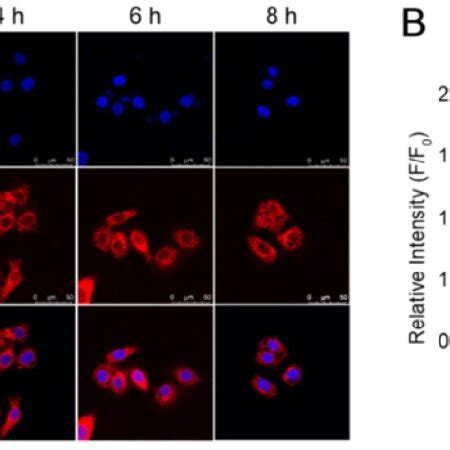 A Confocal Fluorescence Images Of Nad P H In Hepg Cells Incubated