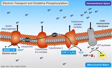 Oxidative Phosphorylation Electron Transport And Atp Synthesis Biology