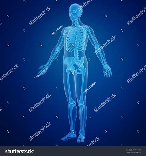 3d Rendering Scan Human Body Stock Illustration 747879778 | Shutterstock