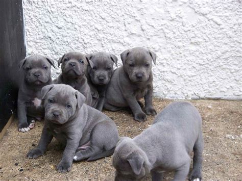 Where To Find Blue Staffordshire Bull Terrier Breeders