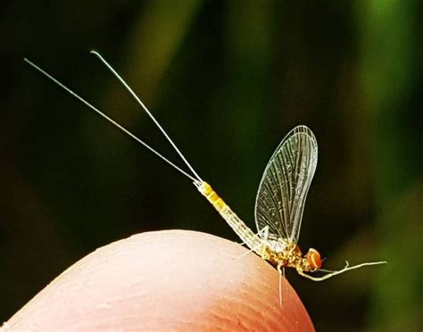 Peder Wigdell On Instagram Small But Beautiful Centroptilum Luteolum