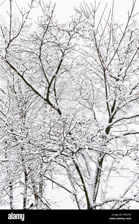 trees after freezing rain Stock Photo - Alamy