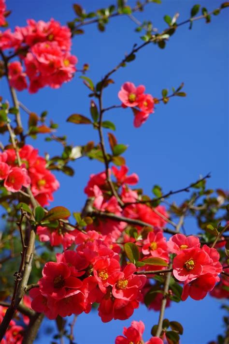 Free Images Branch Blossom Flower Petal Bloom Bush Rose Spring