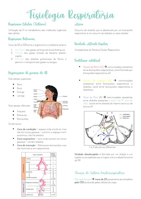 Solution Fisiologia Respirat Ria Resumos Pdf Studypool