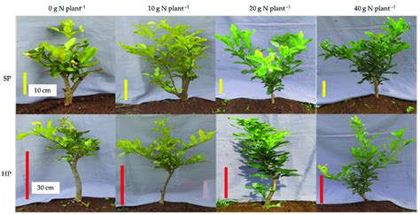 Kaffir Lime Appearance Under Different Pruning Levels And Download Scientific Diagram