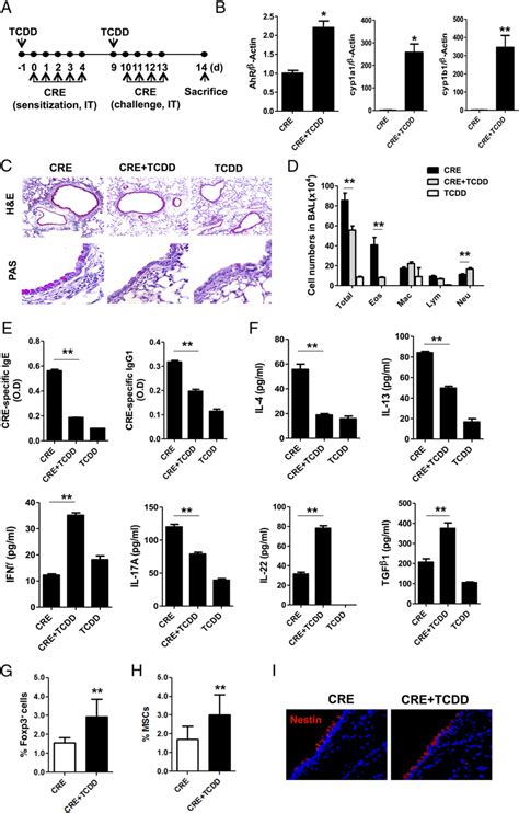 Tcdd Suppressed Cockroach Allergeninduced Lung Inflammation A