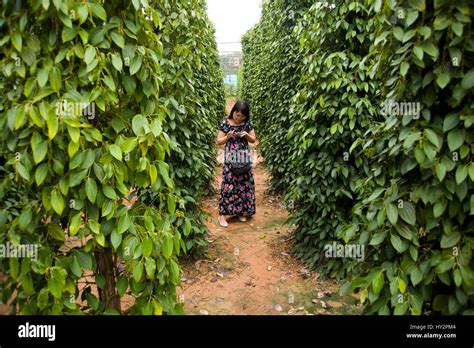 Vanilla Plantation Hi Res Stock Photography And Images Alamy