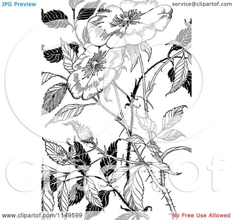 Black And White Vintage Flower Illustration