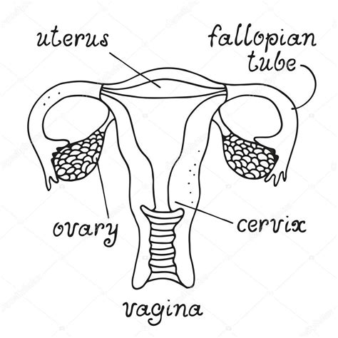 Aparato Reproductor Femenino Dibujo