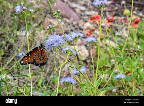 Arizona Sonora Desert Museum Tucson Arizona Usa Stock Photo Alamy