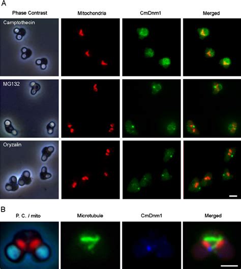 Effects Of Camptothecin Oryzalin Or Mg132 Treatment On Cmdnm1