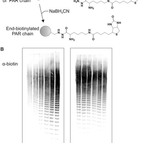 Terminal Labeling Of Par Chains A Structure Of The Carbonyl Reactive