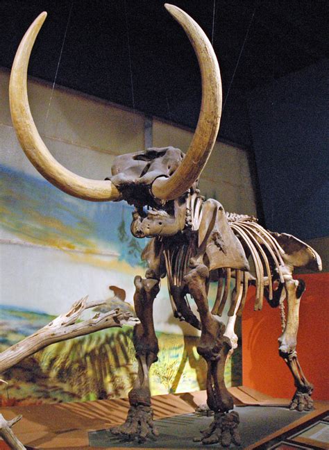 Mammut Americanum American Mastodon Upper Pleistocene Flickr