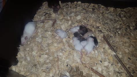 Mice Breeding Update! | Black Falcon Electronics