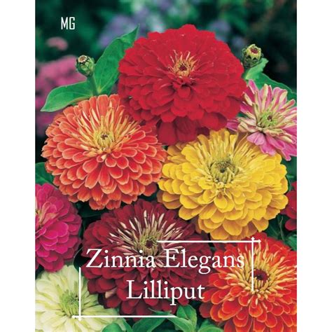 Zinnia Elegans Lilliput Mix Colour Seeds 100 Seed Pot Friendly