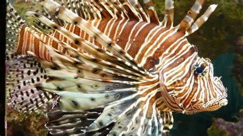 Peixe leão invade Fernando de Noronha espécie ameaça ecossistema