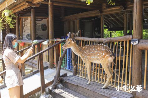 台東景點｜鹿野梅花鹿公園，親子必訪可愛梅花鹿，害羞小鹿亂撞