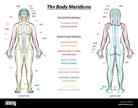 MERIDIAN SYSTEM CHART - Female body with principal and centerline acupuncture meridians ...