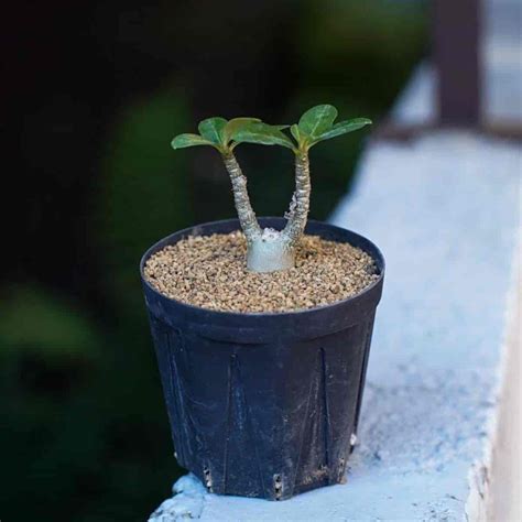 How To Grow Desert Rose Seeds