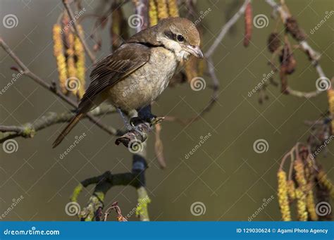 Bruine Klauwier Brown Shrike Lanius Cristatus Stock Photo Image Of