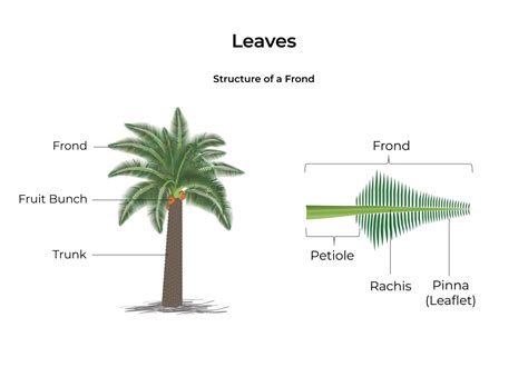 Oil Palm Anatomy: 5 Ways an Oil Palm Differs From a Typical Tree ...