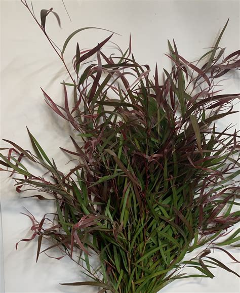 Agonis Foliage California Foliages Greens Foliages And Branches