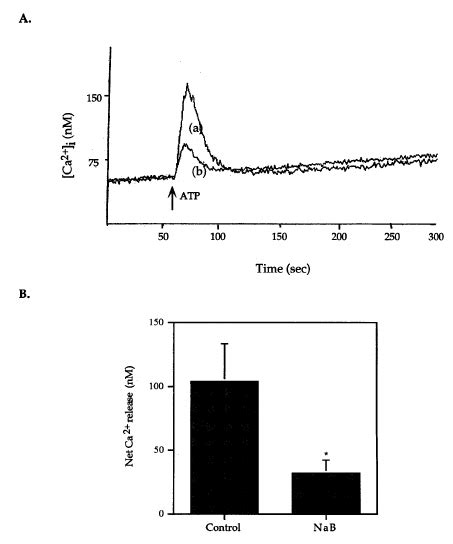 Effect Of Sodium Butyrate On Atp Stimulated Ca 2 Release C6