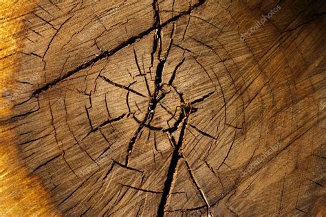 Tree Trunk Cross Section Stock Photo By Mythja 3318771