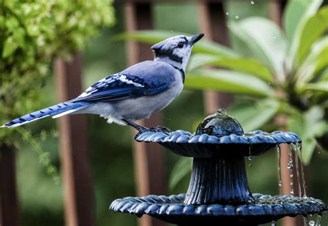 San Antonio's blue jay birds have a bold color and a brash bird call to ...