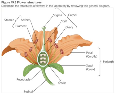 Bio Lab Angiosperms Flashcards Quizlet