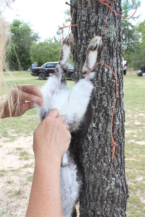 Homestead Life: How To Skin a Rabbit