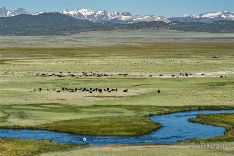 Keep Long Valley Green Friends Of The Inyo