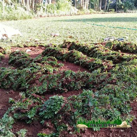 Harga Rumput Jepang Per Meter Terupdate 2021