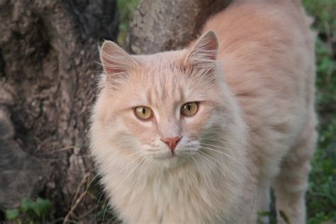 Popular Blonde Cat Names Beautiful Unique Options Catster