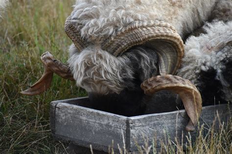 Goat Horns Food Free Photo On Pixabay Pixabay