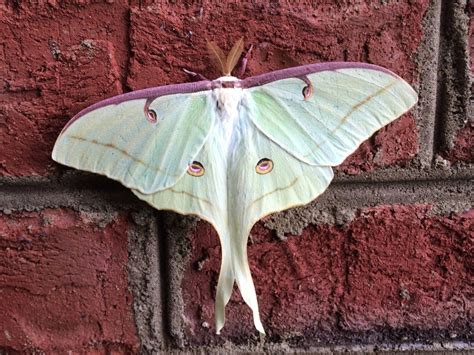 Huge Green And Purple Moth Luna Moth Lucky Sci