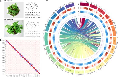 Chromosome karyotype, Hi-C map and genomic landscape of O. sinensis ...