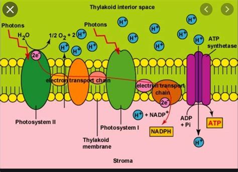 Photosynthesis Light Reaction