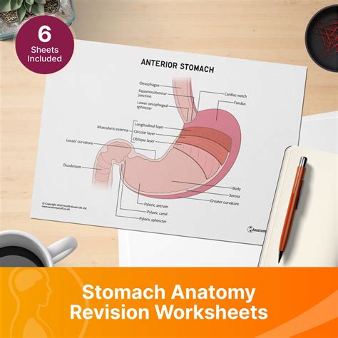 Stomach Anatomy Revision Worksheets Interactive And Printable Pdfs Etsy