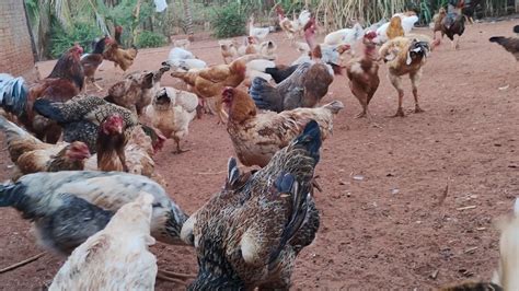 Tratando Das Galinhas E Mostrando As Frangas E Mais Nascimento Em