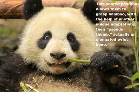 33 Panda Facts Guaranteed To Surprise And Delight You