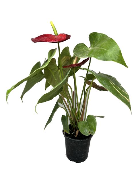 Anthurium Plant Care Instructions