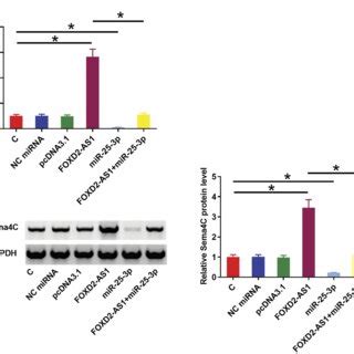 Foxd As Regulated Mir P Sema C Axis To Promote Cr Cell Invasion