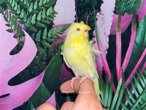 Japanese Parakeet Lutino Yellow Hagoromo Parakeet For Sale