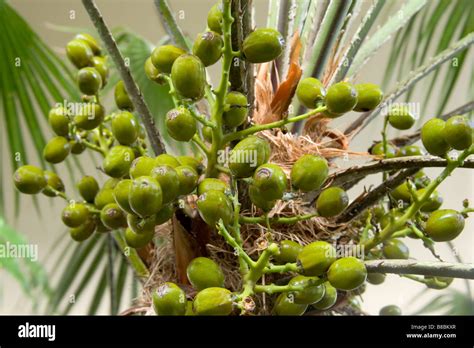 Saw Palmetto Fruits Hi Res Stock Photography And Images Alamy