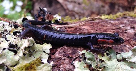 Salamanders Of The Great Smoky Mountains