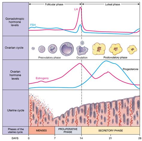 Menstrual Cycle Diagram Gcse